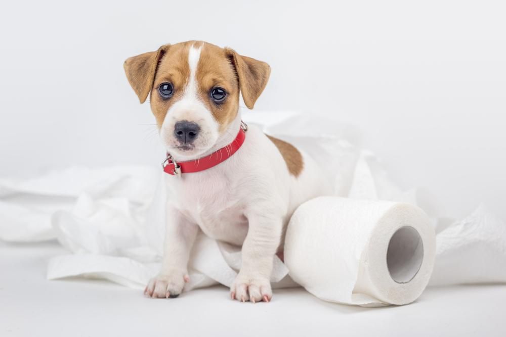 puppy toilet training