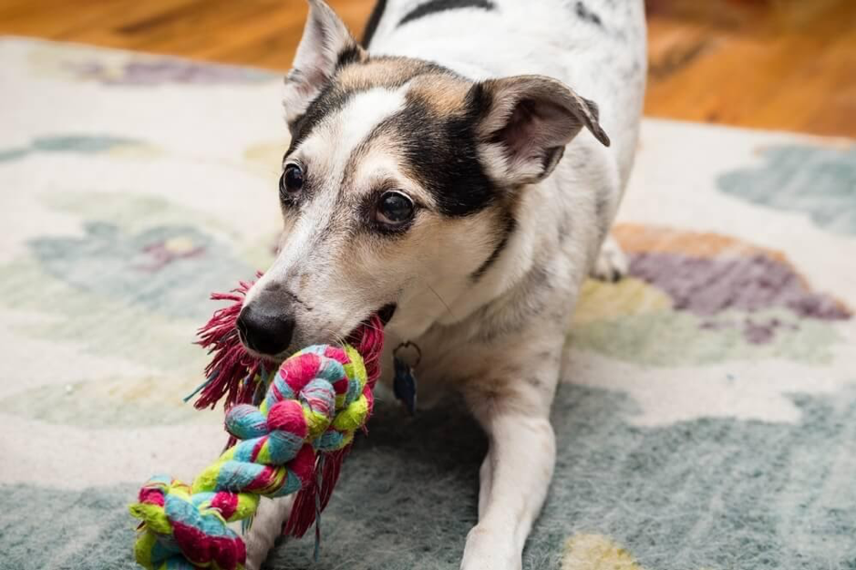 cão a brincar em casa com um brinquedo de corda