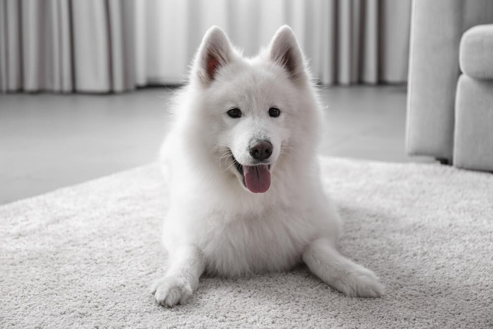 cachorro branco deitado no tapete