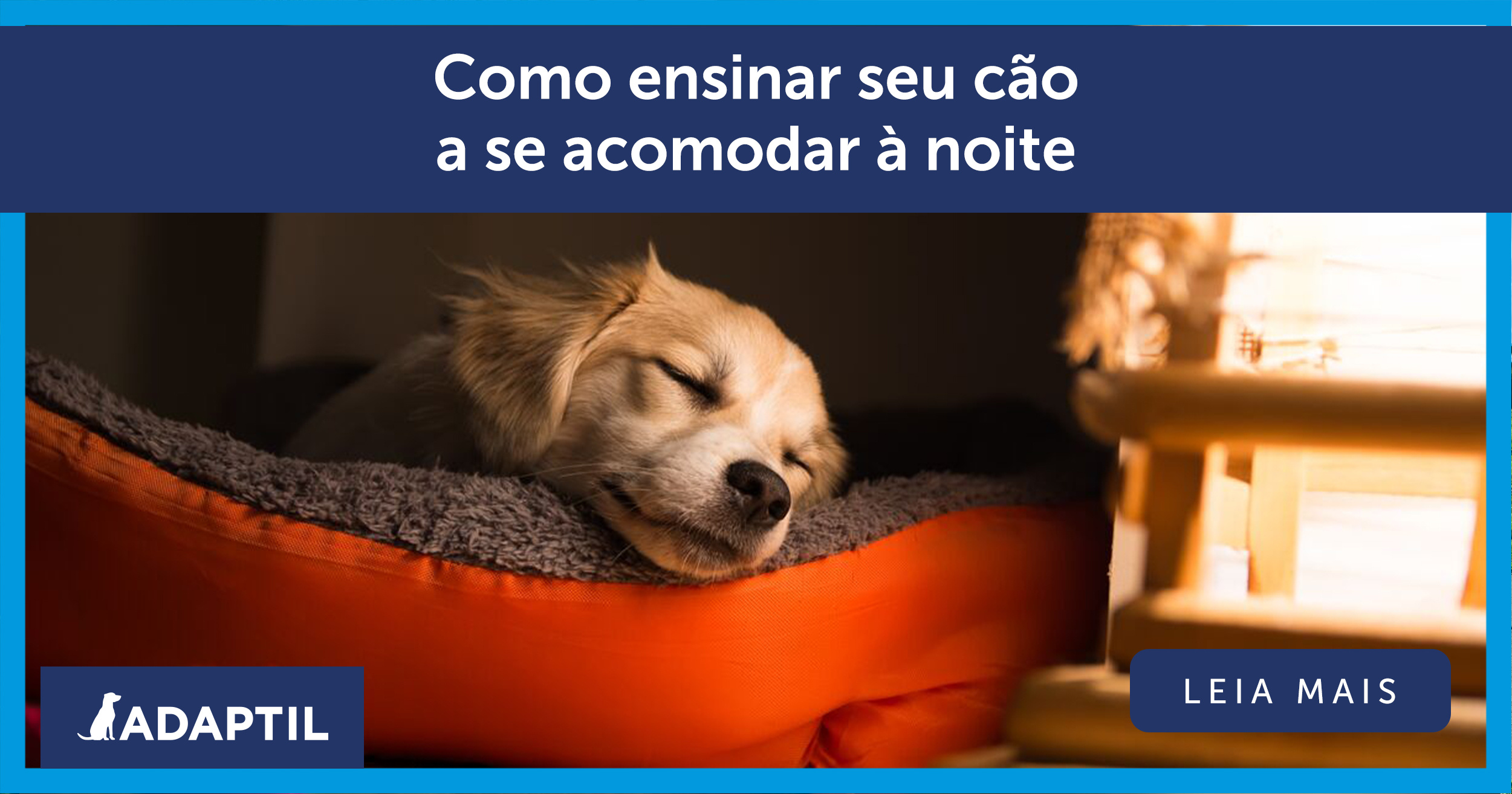 Como ensinar seu cão a se acomodar à noite