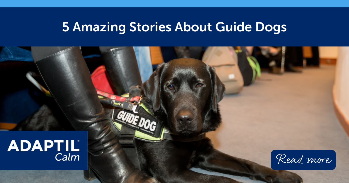 5 Amazing Stories About Guide Dogs