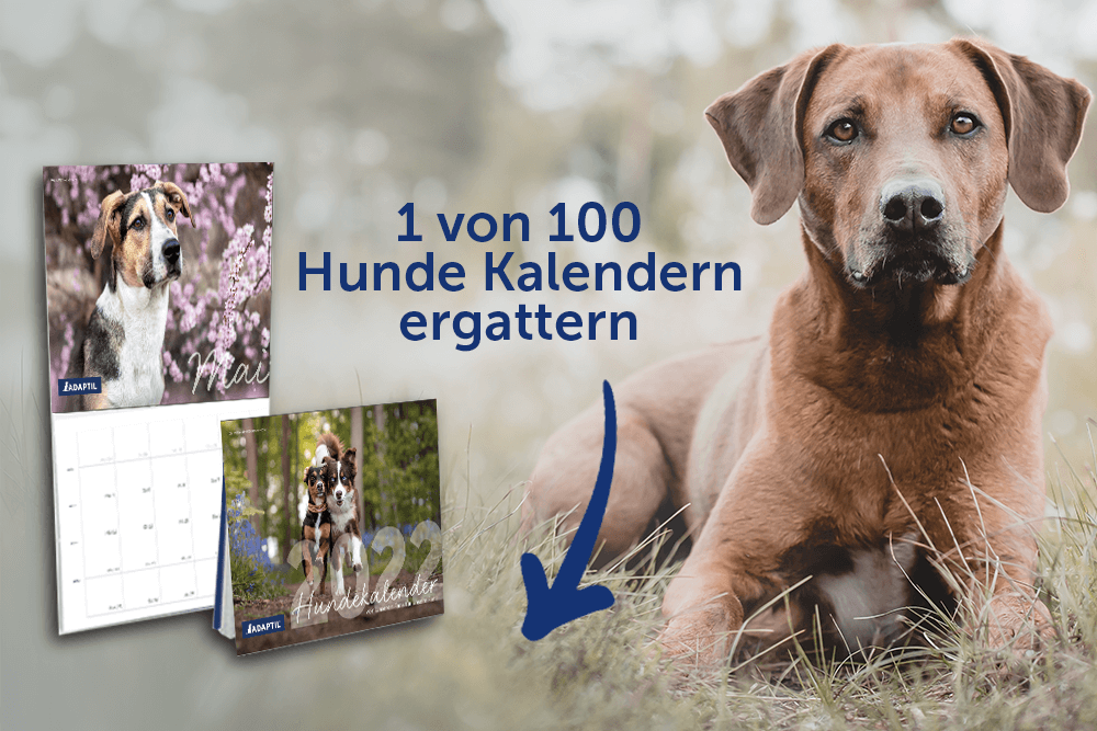 Hundekalender gewinnen