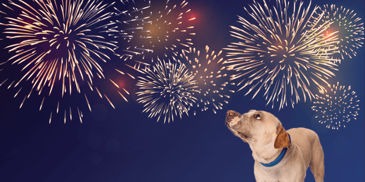 how can i help my dog who is afraid of fireworks