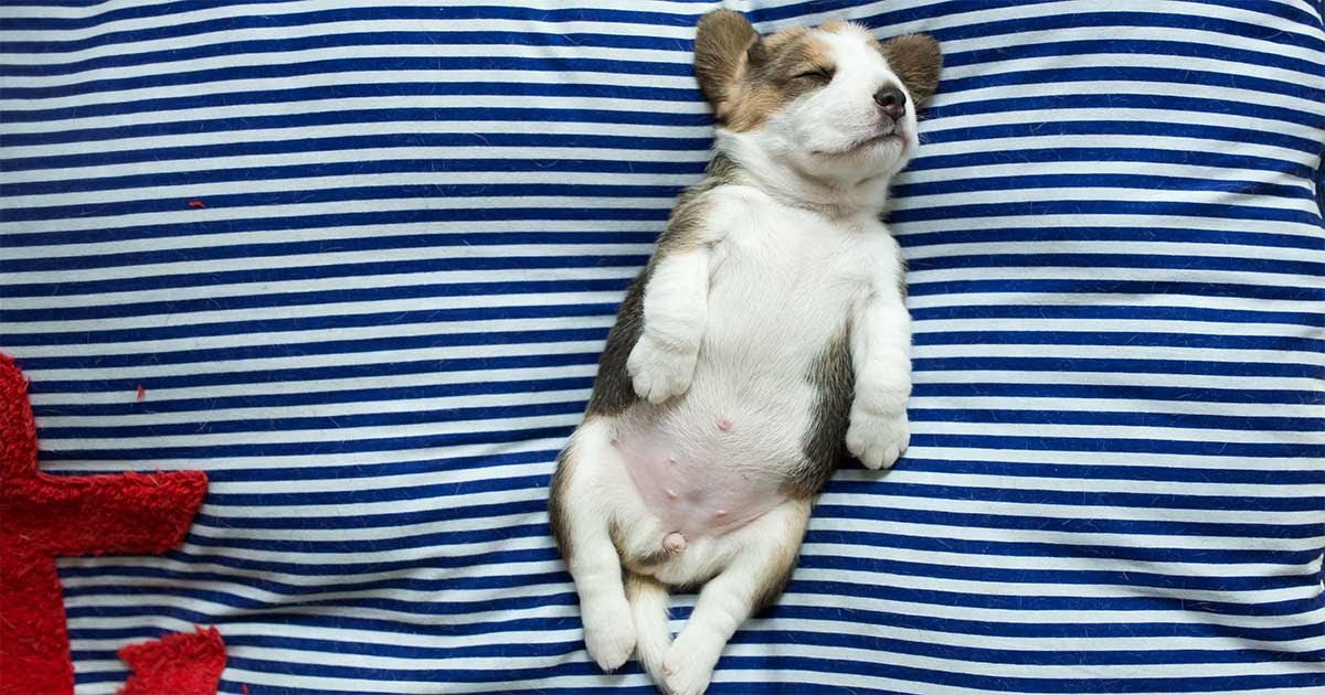 cachorro a dormir de barriga exposta