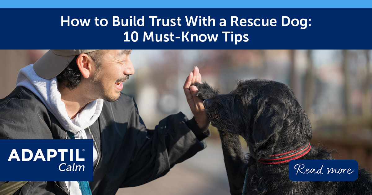 How To Rescue How to Build Trust With a Rescue Dog: 10 Must-Know Tips