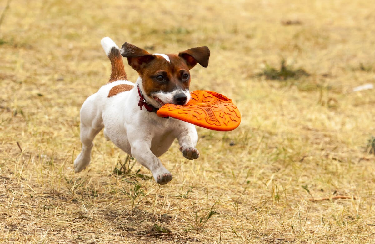 small terrier running with frisbee toy