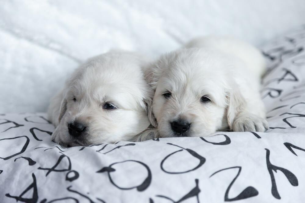 two white fluffy dogs sleeping on a bed sheets