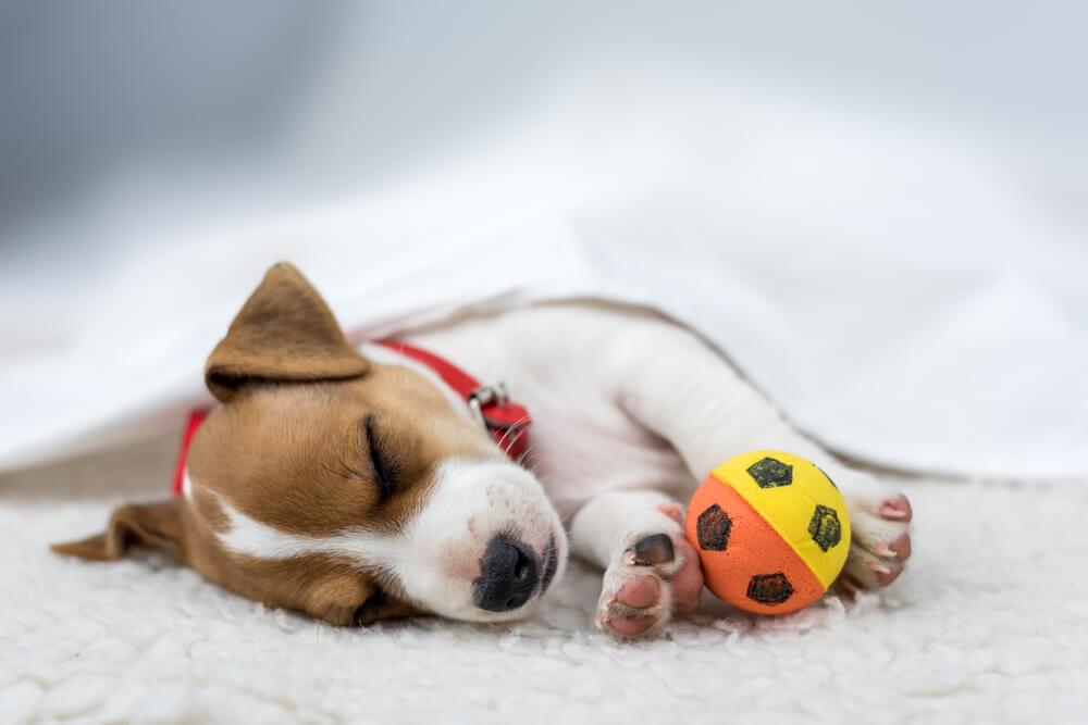 puppy jack russell sleeping under a blanket with a tiny ball