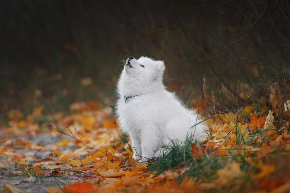 how to stop dog barking at night at foxes