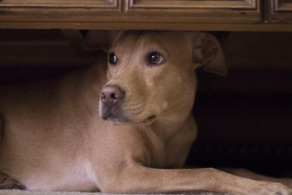 cão com medo escondido debaixo do armário