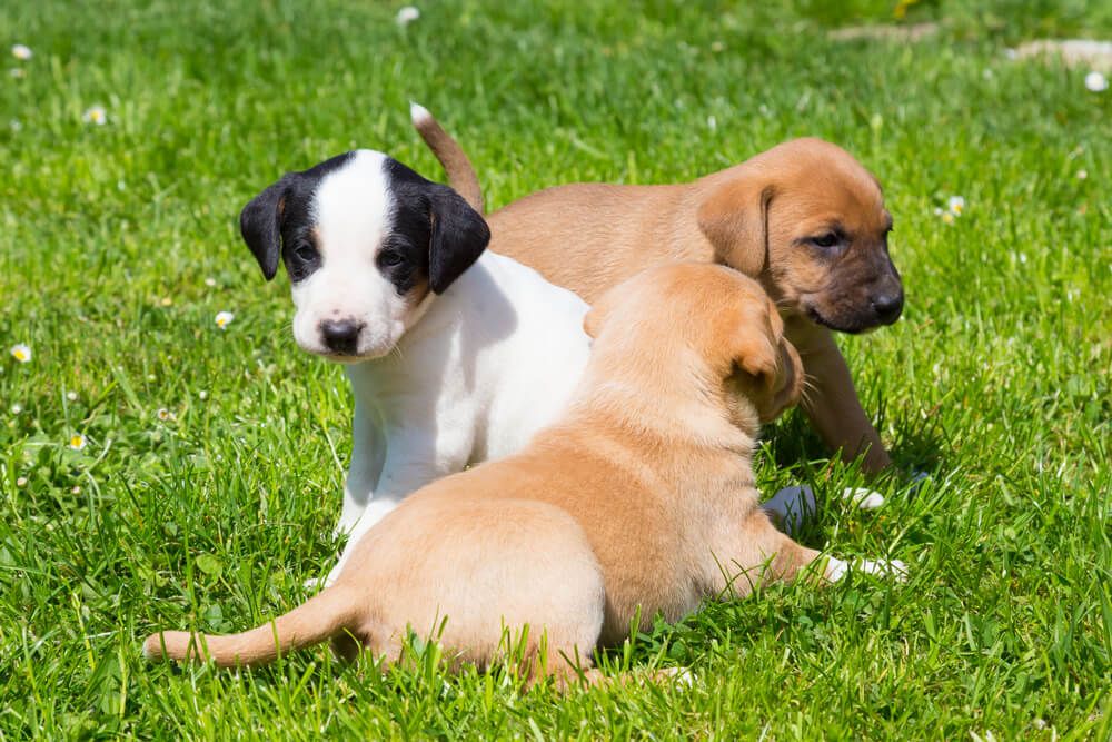 Benefits of Puppy Classes july editorial 03