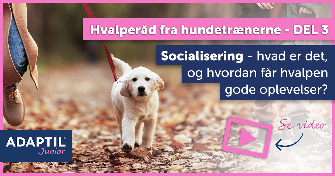 Hvalperåd fra hundetrænerne, DEL 3/3 - Socialisering