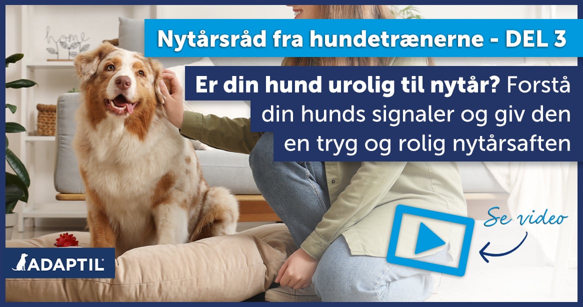 Nytår med hund - Forstå din hunds signaler