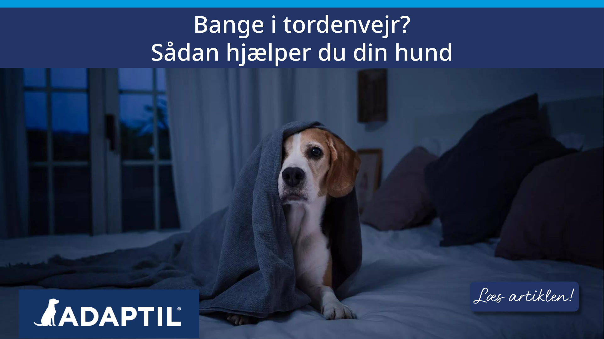Bange i tordenvejr? Sådan hjælper du din hund