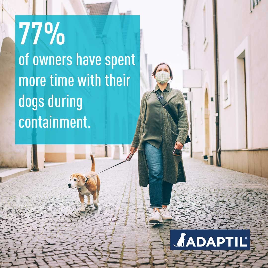 Dogs During Lockdown A Survey By Adaptil