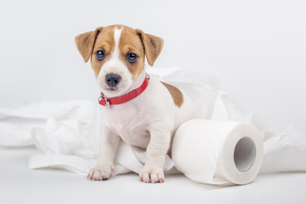 cachorro enrolado em papel higiénico