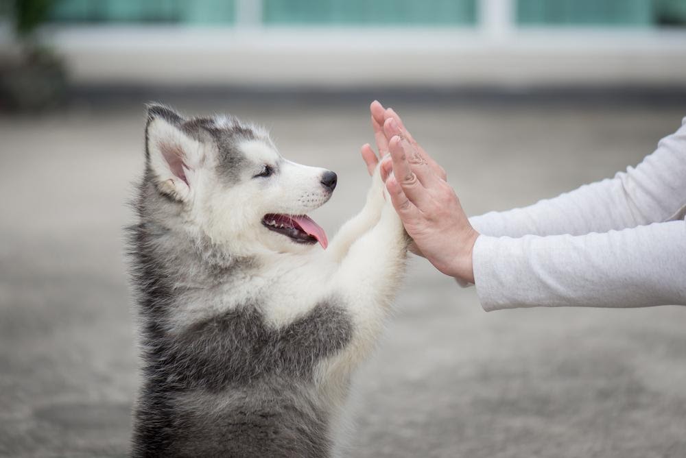 cachorro a fazer high five com um humano