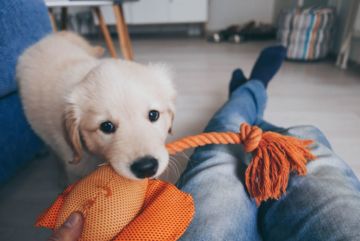 puppy with rope toy