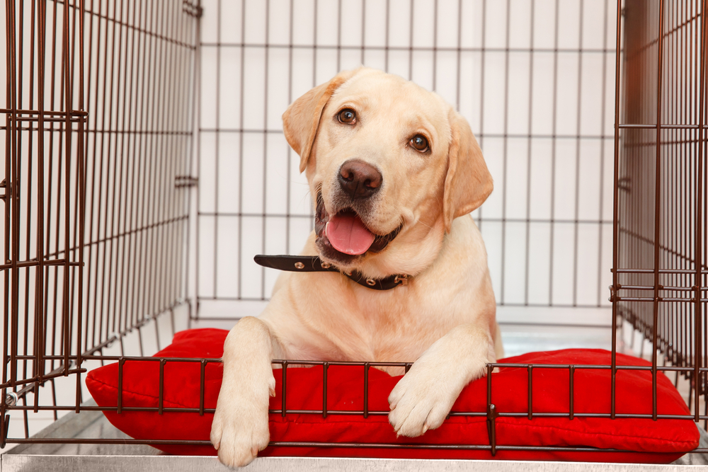 cute yellow lab in crate on red cushion