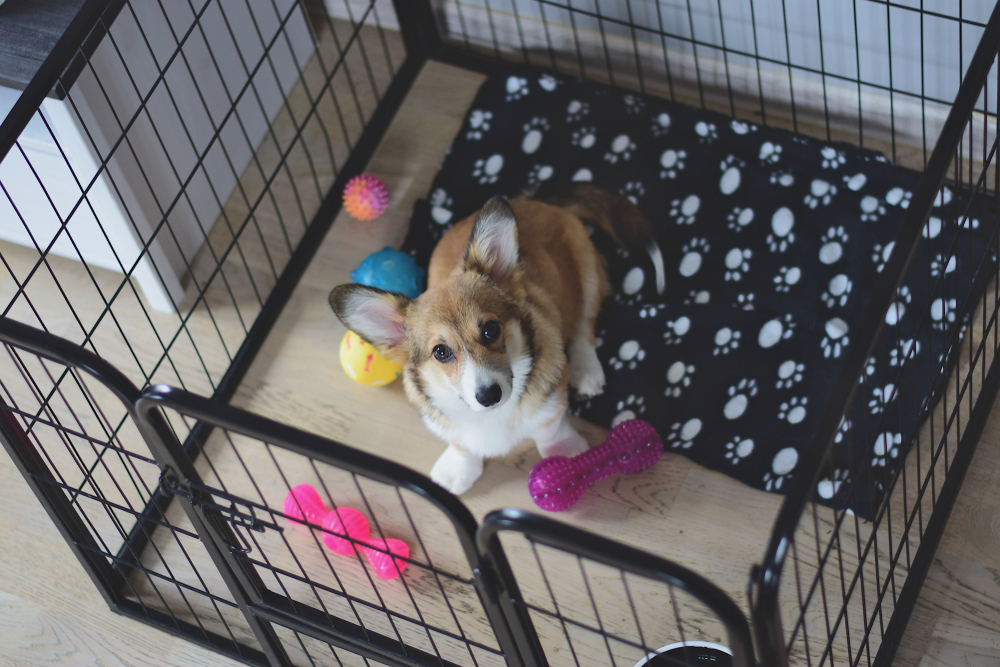 cute corgi puppy in play pen with toys