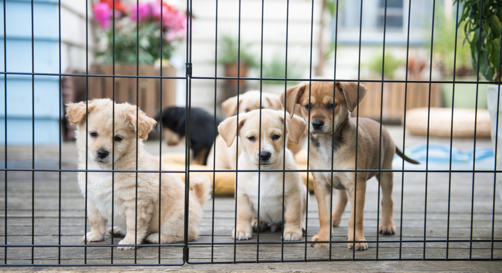 three cute puppies behind metal gate