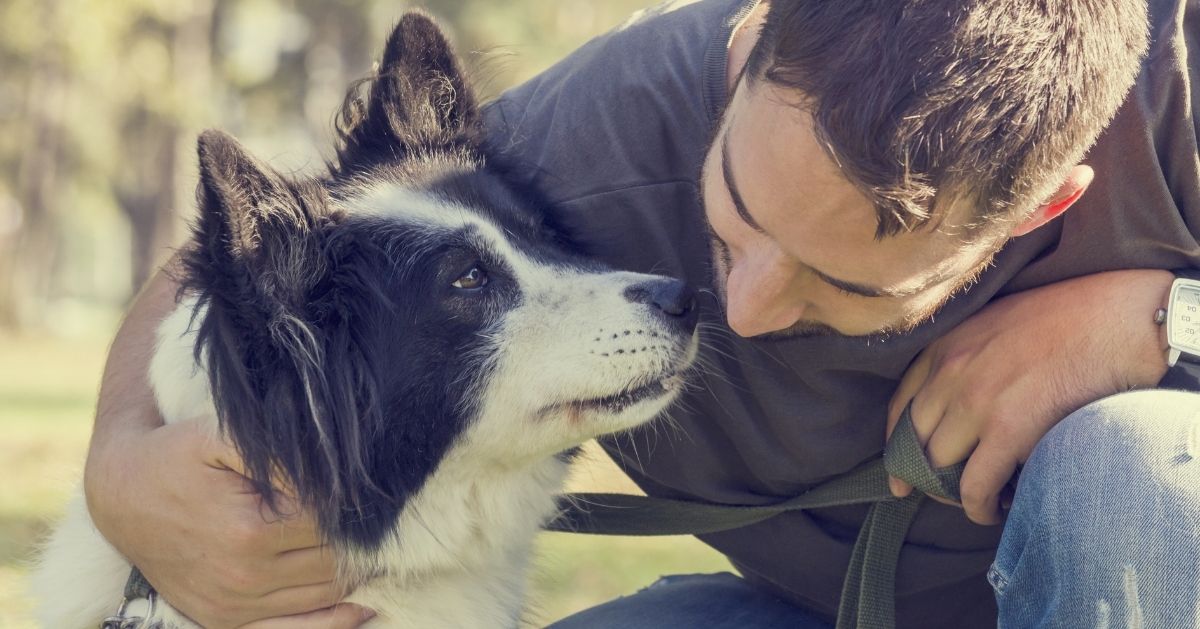 collie dog comforted by man