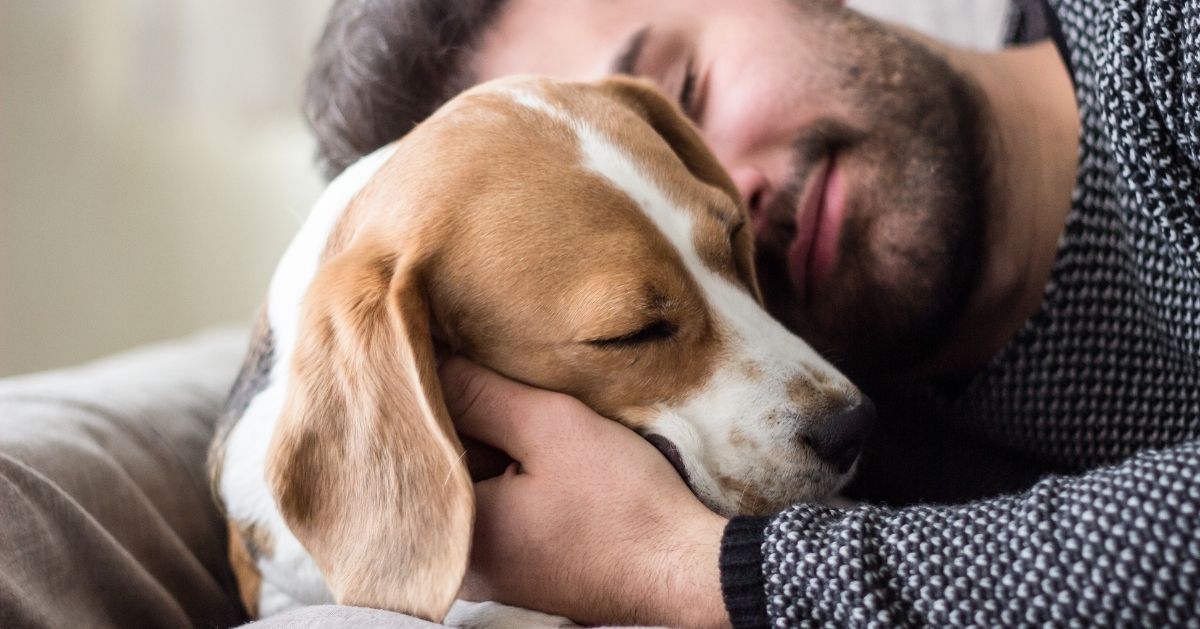 beagle dog cuddling with man