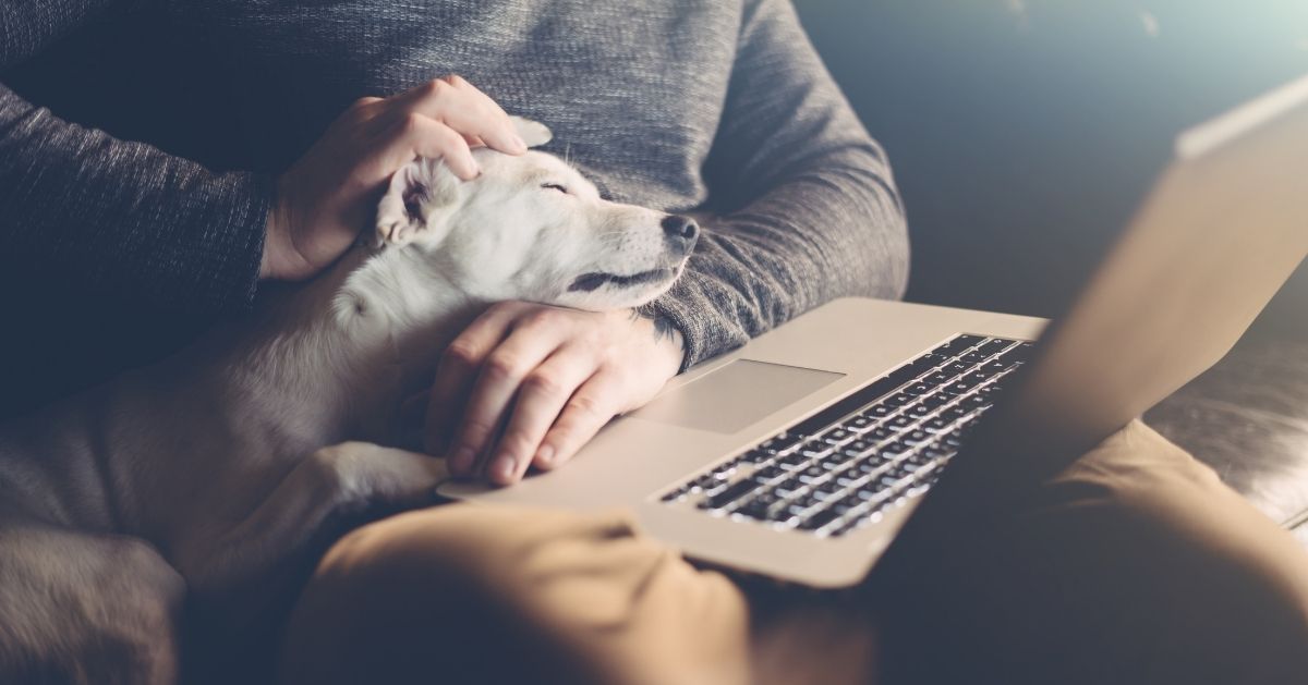 dog resting on owners lap with laptop