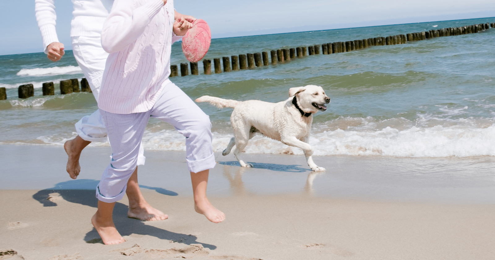 happy dog running on beach