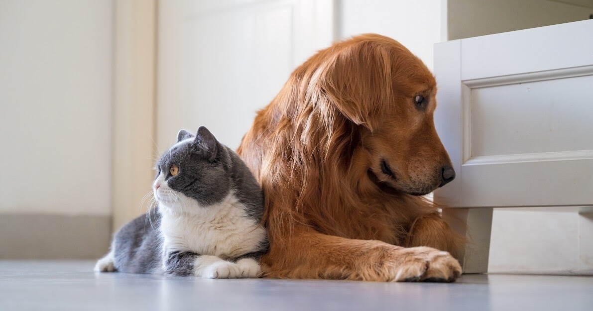 help your dog and cat to get along
