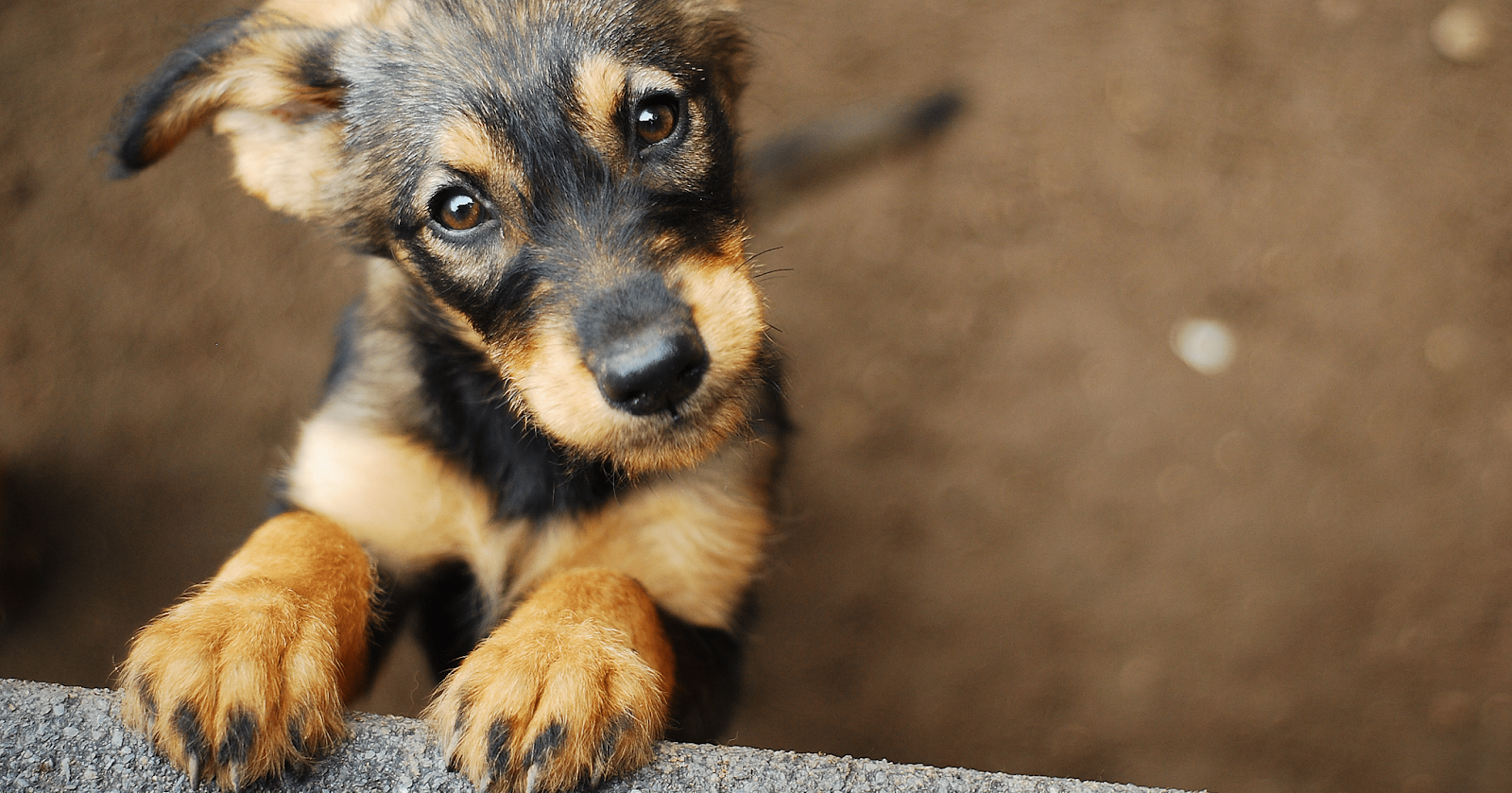 cute black and tan puppy looking up