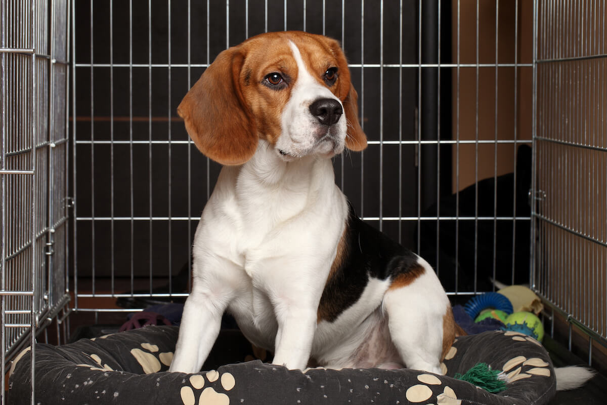 beagle dog in crate
