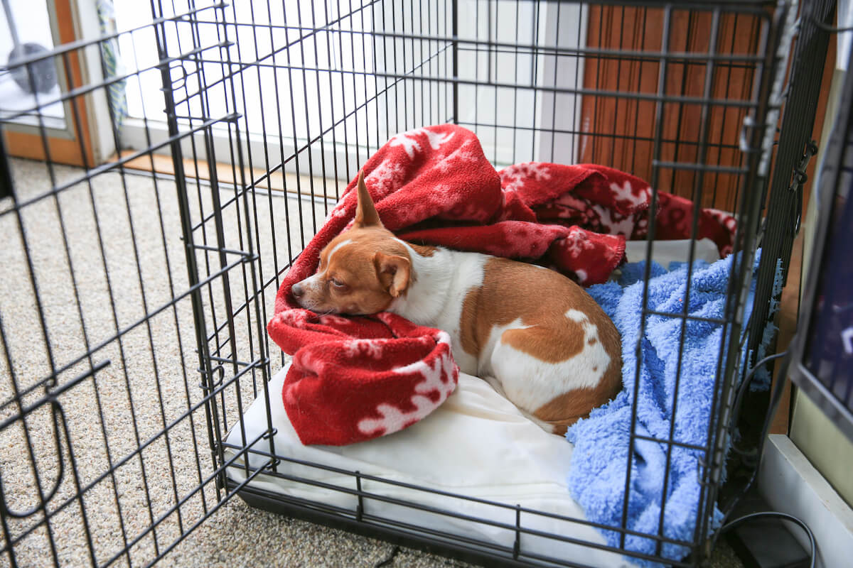 small terrier asleep in dog crate