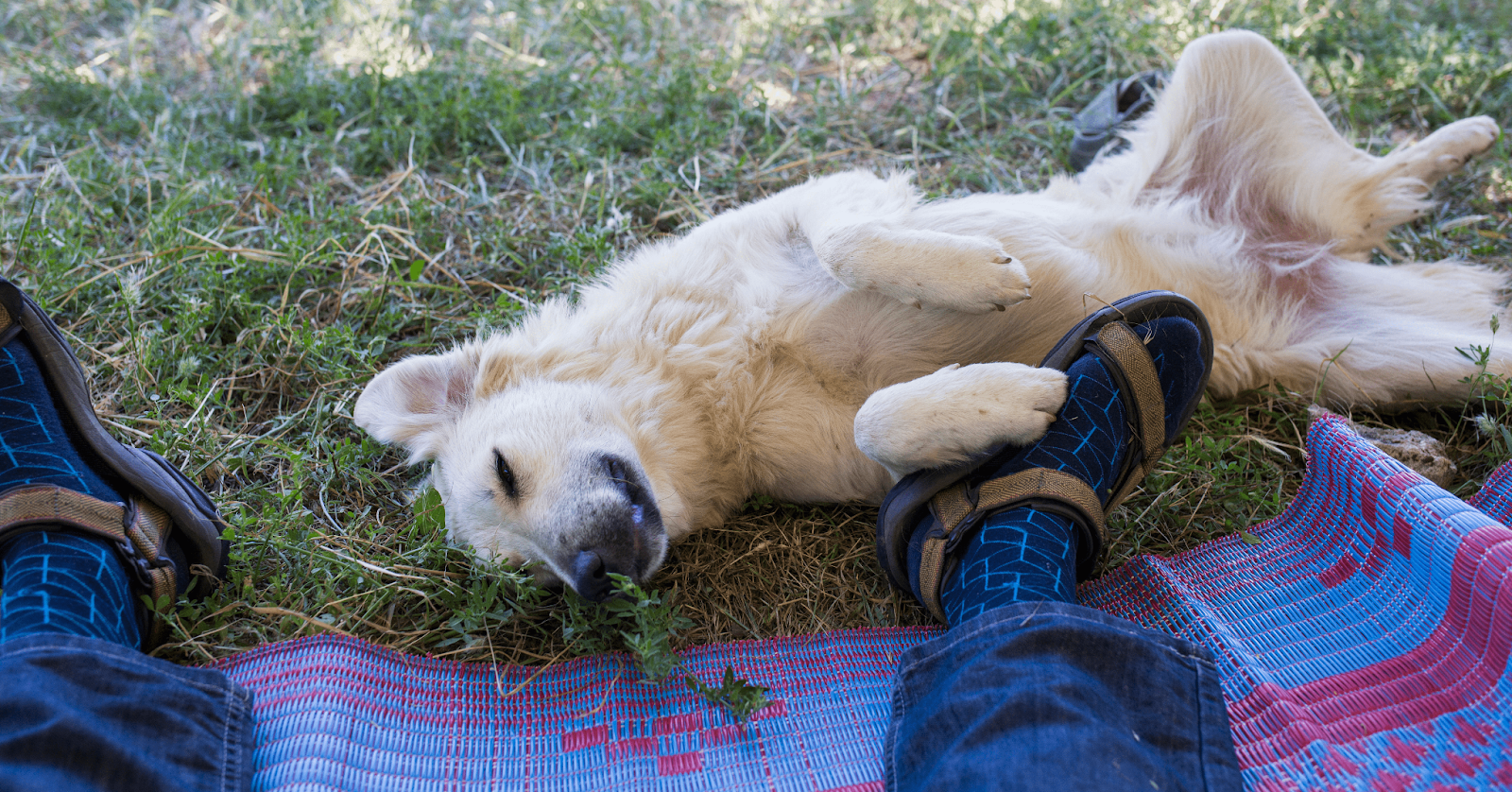 down lying in grass next to owners feet