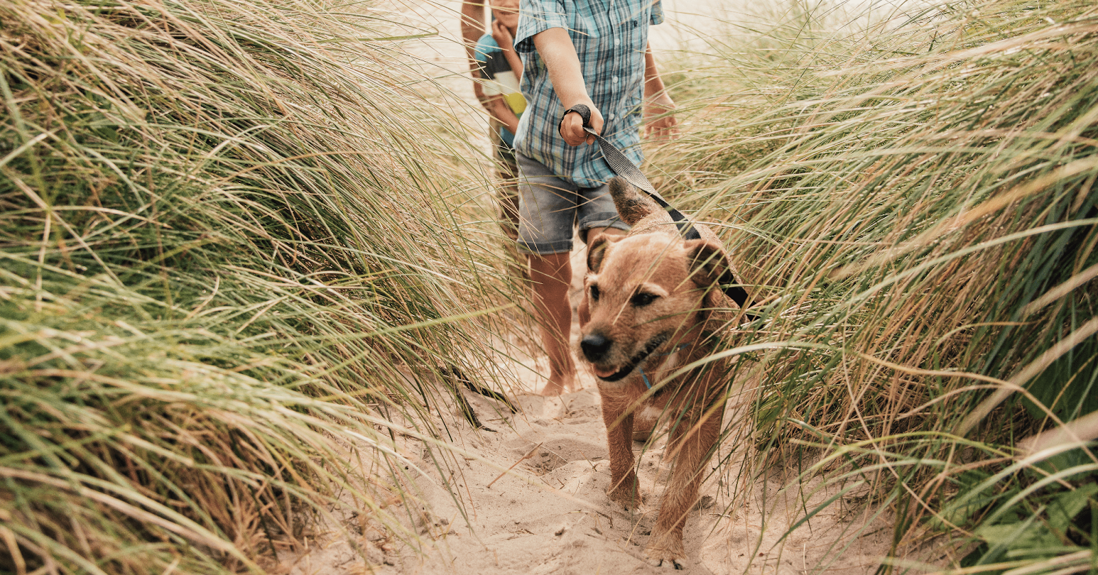 terrier dog walking through sand dunes