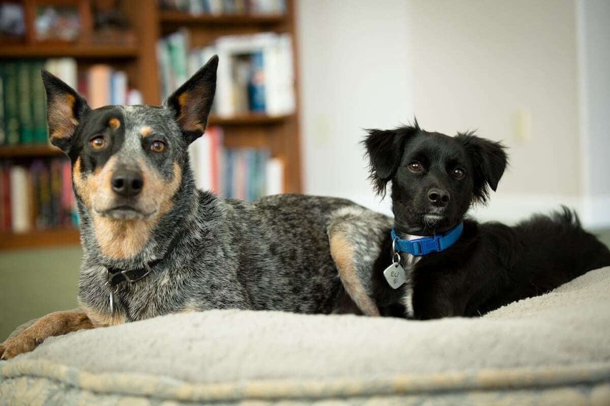 dois cães deitados  numa almofada na sala