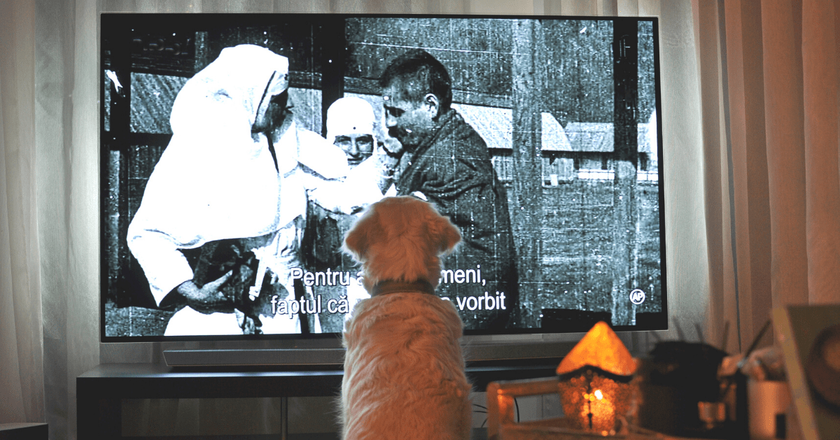 dog watching movie on tv