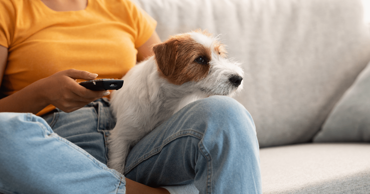 terrier on owners lap with tv remote
