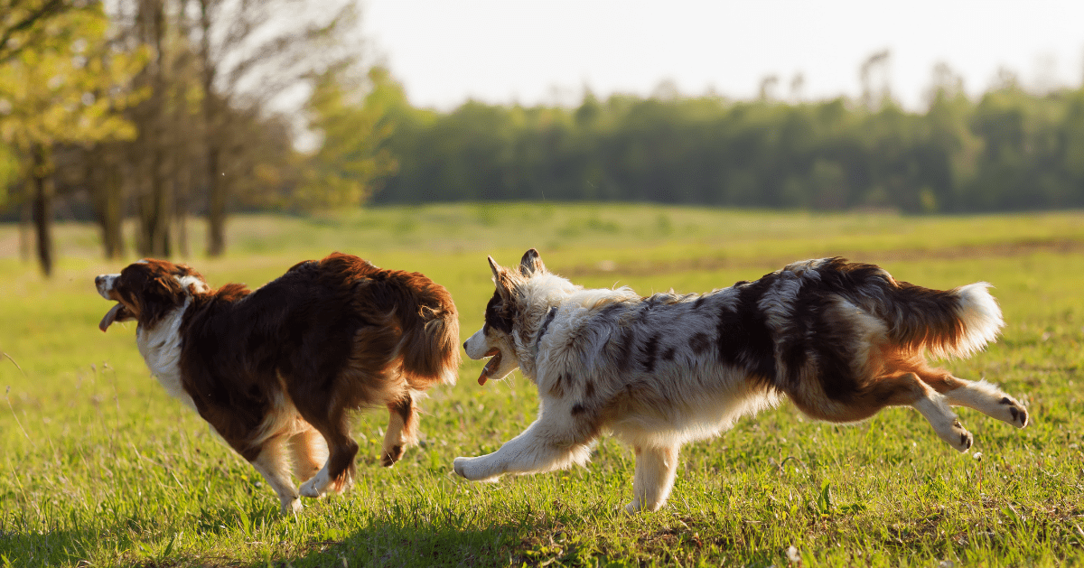 dogs playing in field