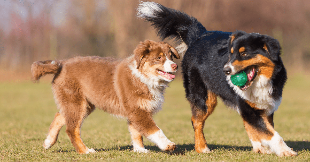 dog and puppy playing with a ball