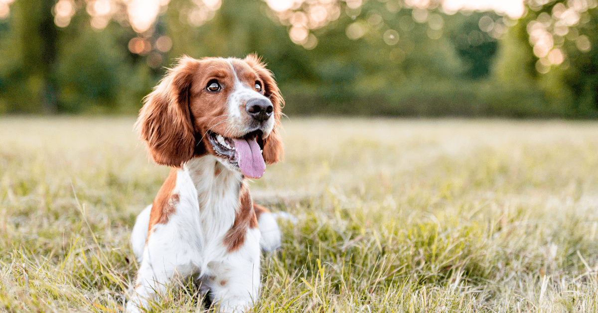 happy dog in field