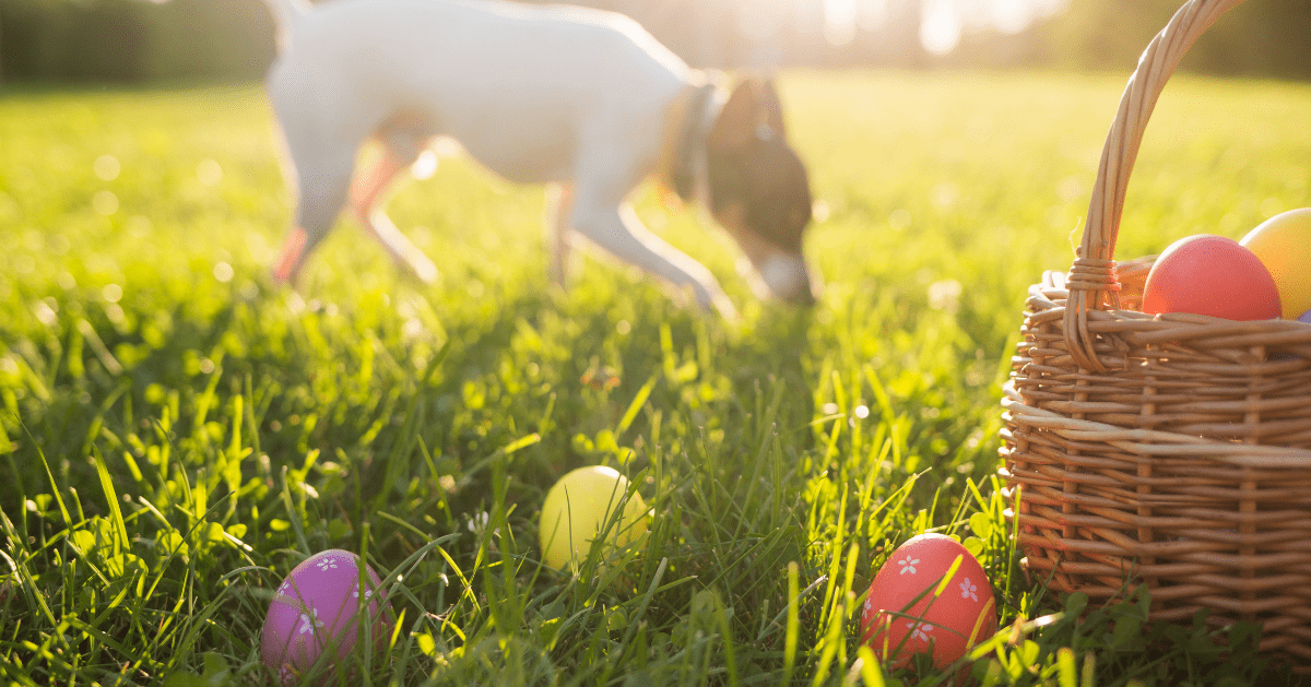dog searching for easter egs