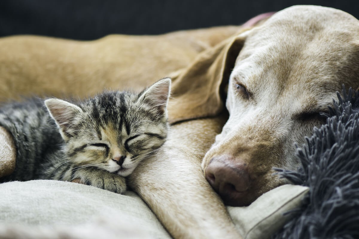 Dog And Cat asleep together
