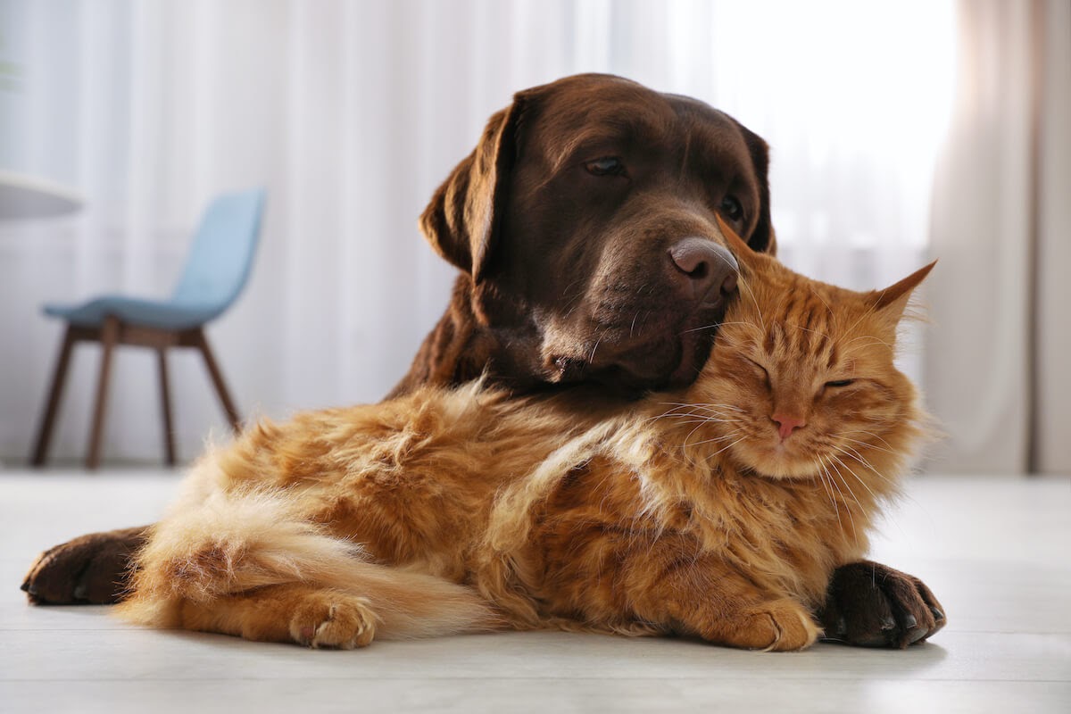 Dog and Cat relaxing