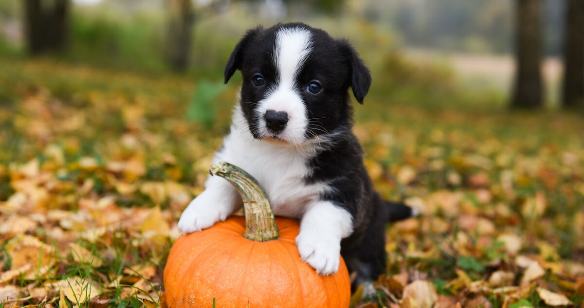 cute puppy with pumpkin