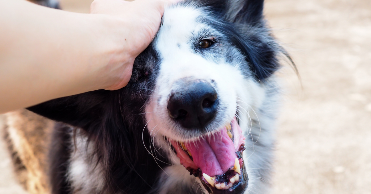happy dog with owner stroking their head