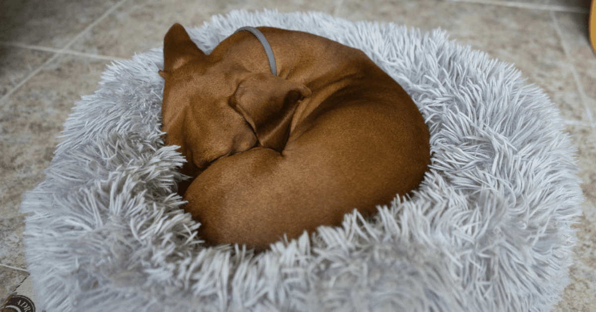 cão enrolado em si mesmo numa cama peluda