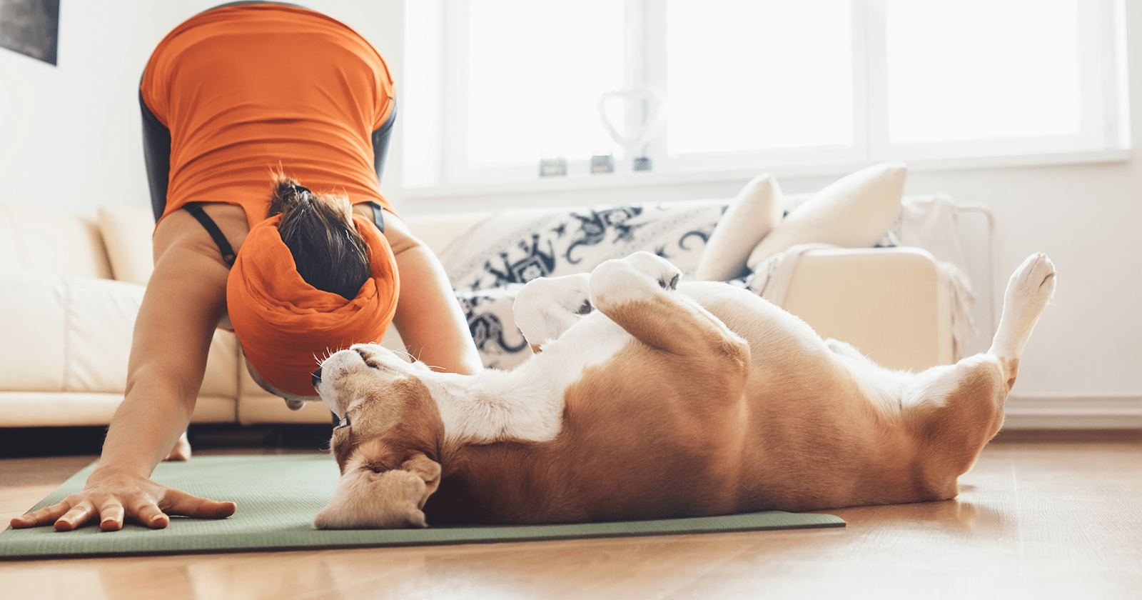 dog lying on back with owner doing yoga move