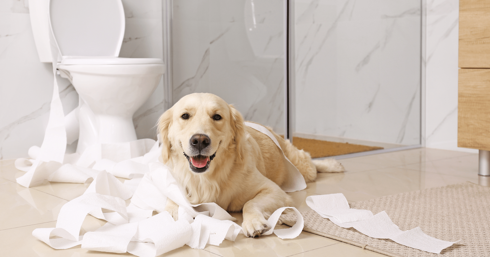 retriever dog with toilet roll mess
