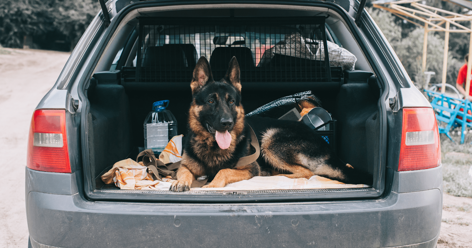 Alsatian dog in boot of car